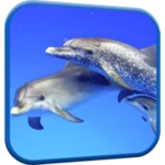 Logo of Dolphins Video Live Wallpaper android Application 