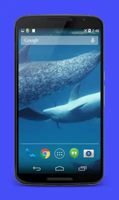 Dolphins Video Live Wallpaper android App screenshot 0