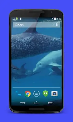 Dolphins Video Live Wallpaper android App screenshot 3