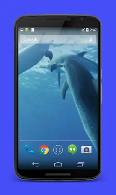 Dolphins Video Live Wallpaper android App screenshot 4