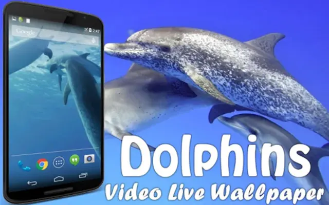 Dolphins Video Live Wallpaper android App screenshot 5